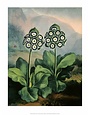 Botanical Print, Group of Auriculas