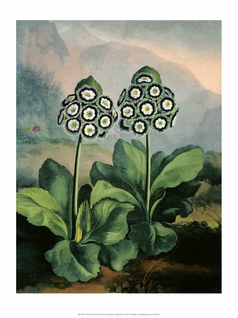 Botanical Print, Group of Auriculas