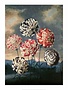 Botanical Print, Group of Carnations