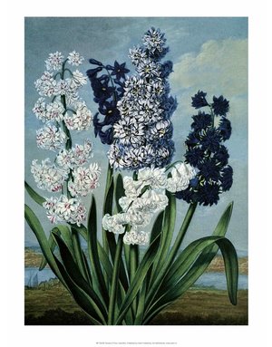 Botanical Print, Hyacinths