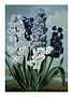 Botanical Print, Hyacinths