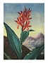 Botanical Print, Indian Reed