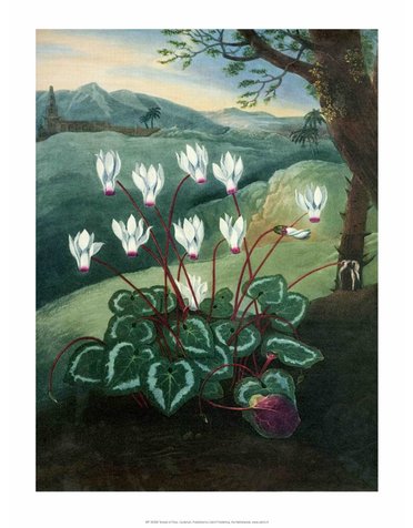 Botanical Print, Cyclamen