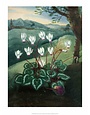 Botanical Print, Cyclamen