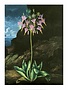 Botanical Print, The American Cowslip