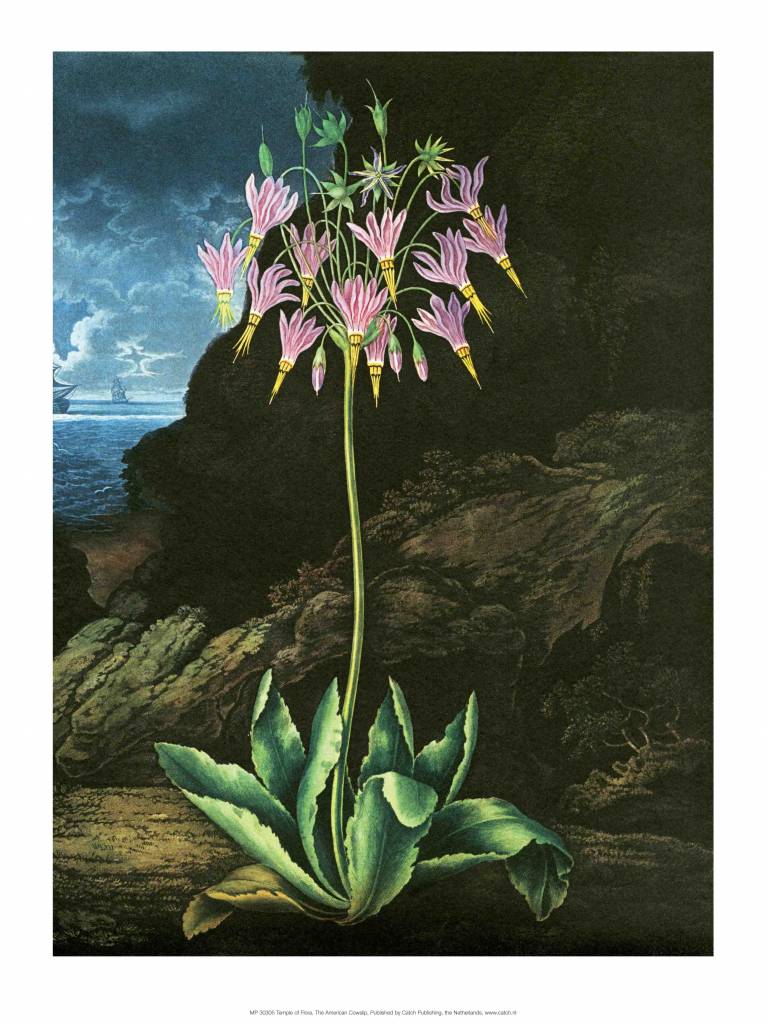 Botanical Print, The American Cowslip