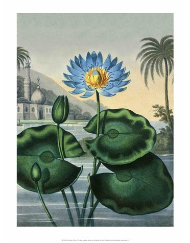 Botanical Print, The Blue Egyptian Water Lily