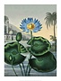Botanical Print, The Blue Egyptian Water Lily