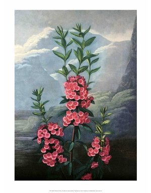 Botanical Print, The Narrow-Leaved Kalmia