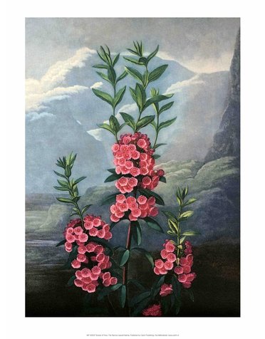 Botanical Print, The Narrow-Leaved Kalmia