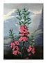 Botanical Print, The Narrow-Leaved Kalmia