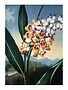 Botanical Print ,The Nodding Renealmia