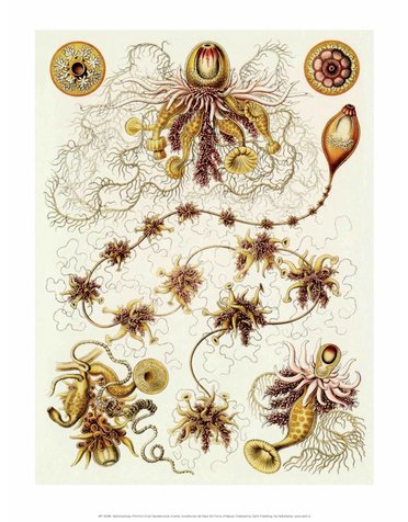 Art Forms of Nature, Siphonophorae