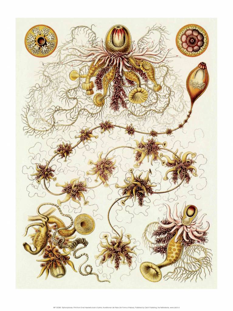 Art Forms of Nature, Siphonophorae