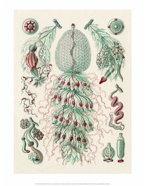 Art Forms of Nature, Siphonophorae