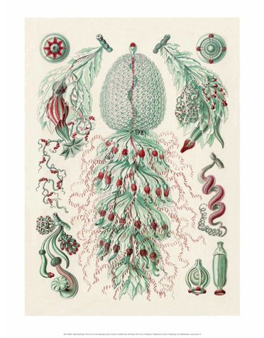 Art Forms of Nature, Siphonophorae