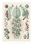 Art Forms of Nature, Siphonophorae