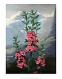 Botanical Print, The Narrow-Leaved Kalmia