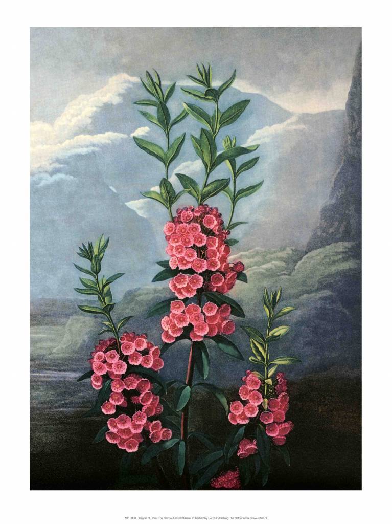 Botanical Print, The Narrow-Leaved Kalmia
