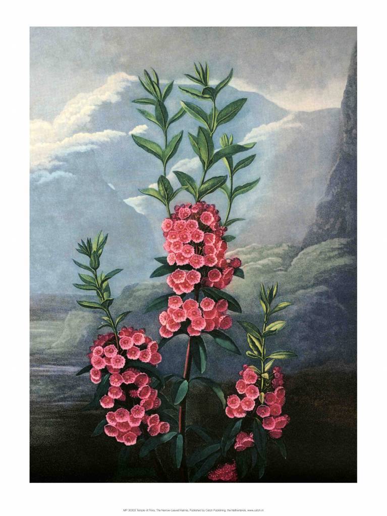 Botanical Print, The Narrow-Leaved Kalmia