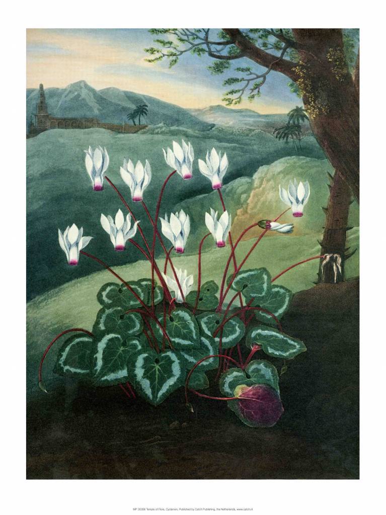 Botanical Print, Cyclamen