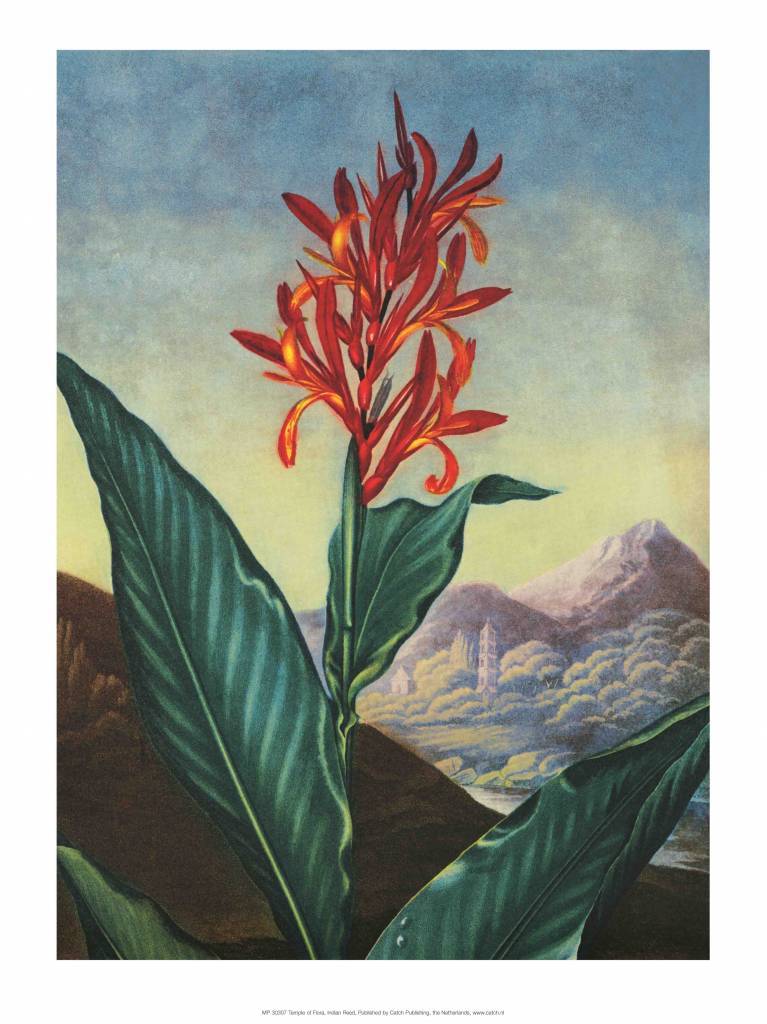 Botanical Print, Indian Reed