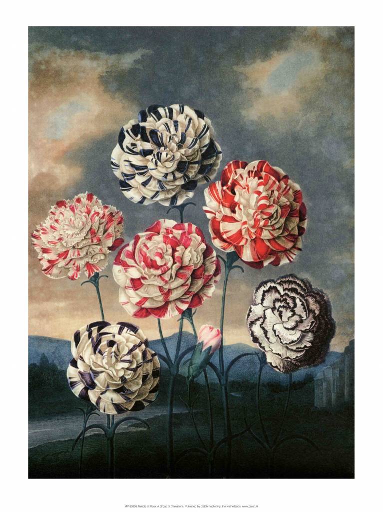 Botanical Print, Group of Carnations