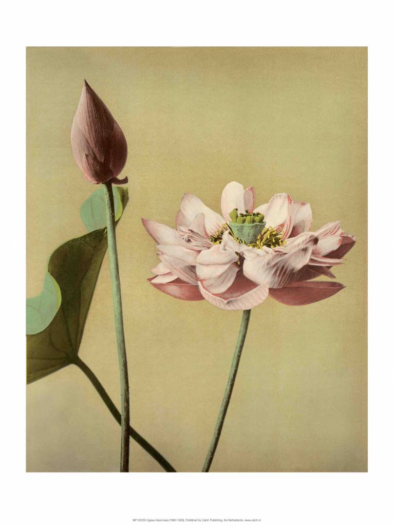 Lotus Flower, Vintage Japanese Photography