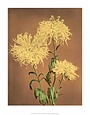 Yellow Chrysanthemums, Vintage Japanese Photography