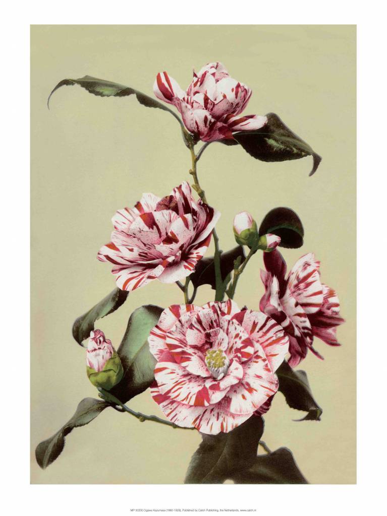 Camellia, Vintage Japanese Photography