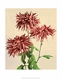 Chrysanthemums, Vintage Japanese Photography