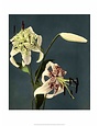 Star Gazer Lilies, Vintage Japanese Photography