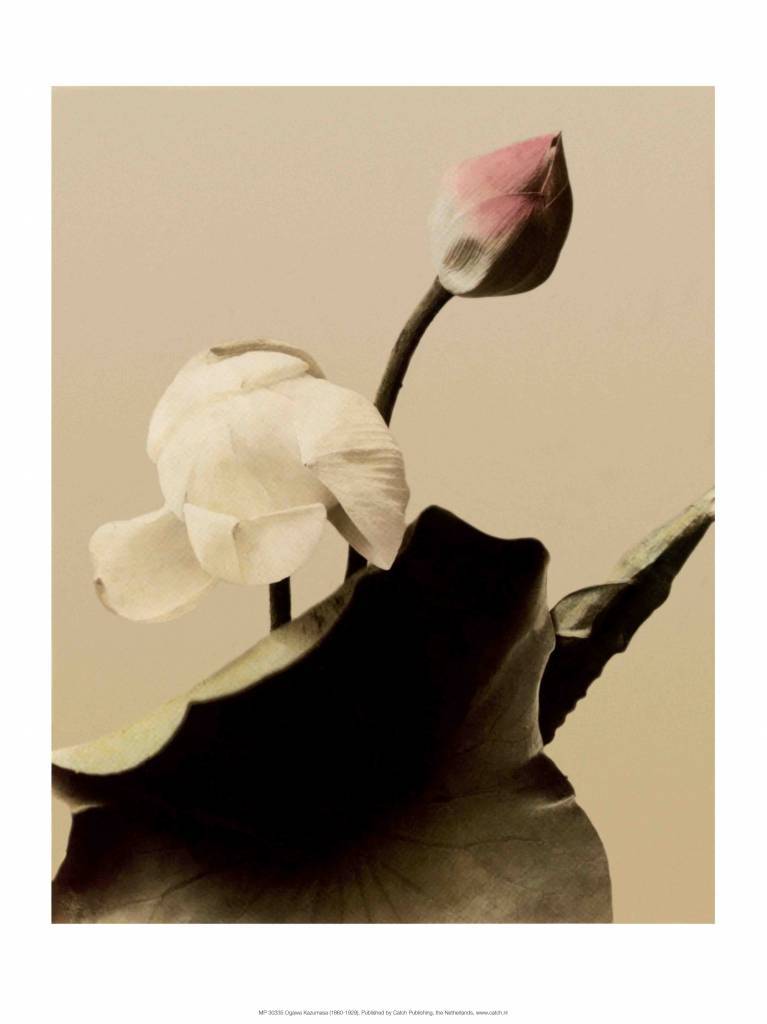 Lotus Flower, Vintage Japanese Photography