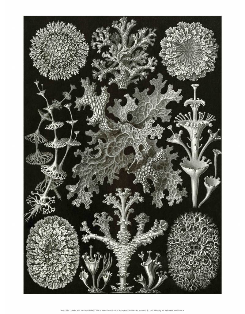 Art Forms Of Nature Lichenes It All Starts With A Postcard Art Forms Of Nature Lichenes It All Starts With A Postcard