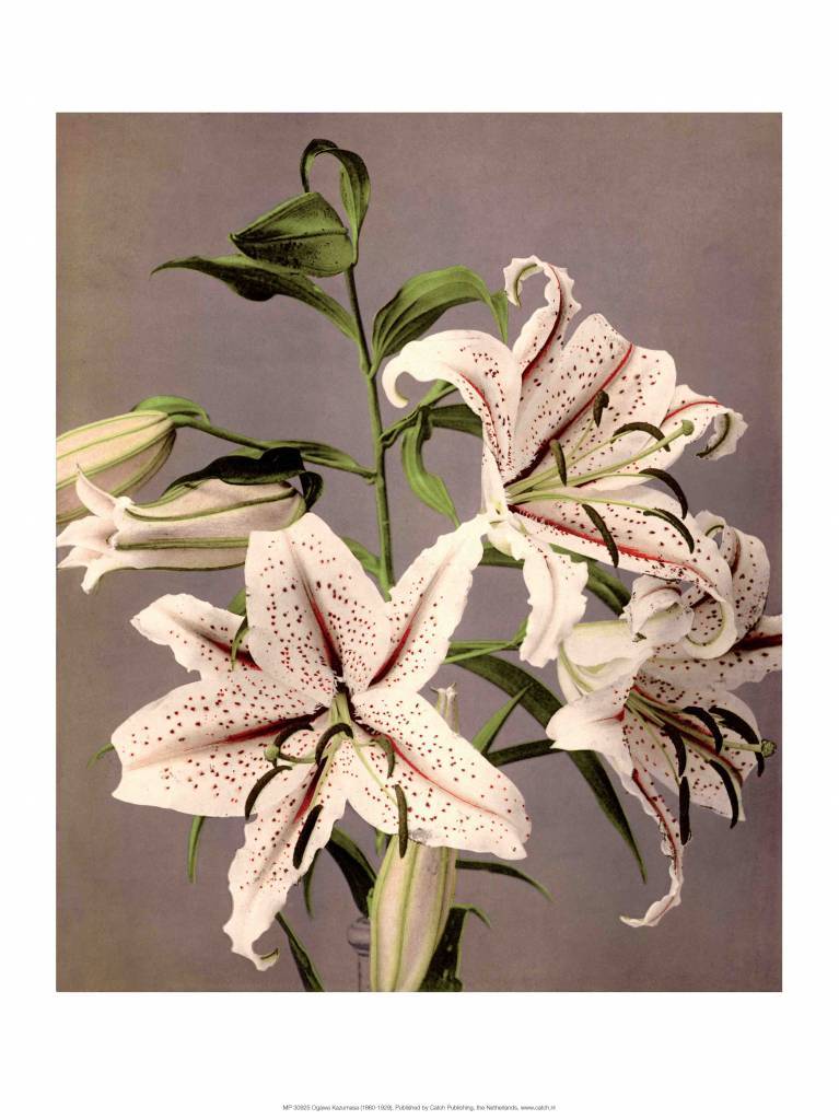 Star Gazer Lilies, Vintage Japanese Photography