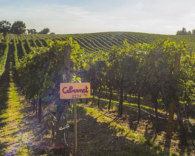 Cavazza Cicogna Cabernet Colli Berici 2019