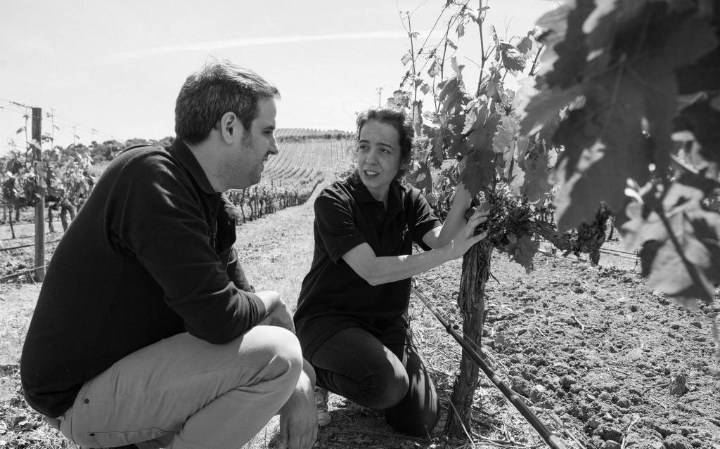 Herdade do Rocim Goivo Vinho Verde 2024