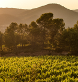 Abadal Picapoll 2023