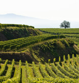 Weingut Zimmerlin Spätburgunder Bötzinger Eckberg Alte Reben 2019