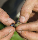 Domaine Roche Audran Côtes du Rhône 2023