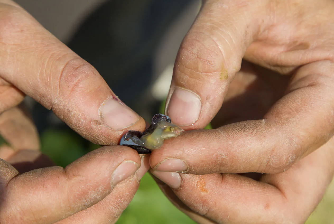 Domaine Roche Audran Côtes du Rhône 2023