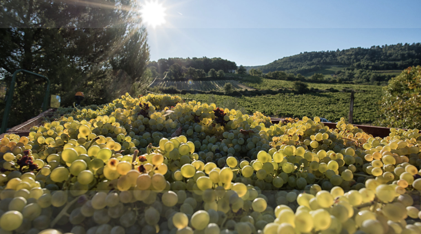 Domaine Roche Audran César Rouge 2021