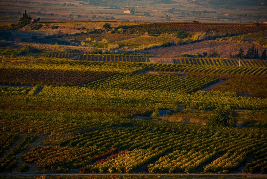 Dom Brial DOM ICI Rouge 2021