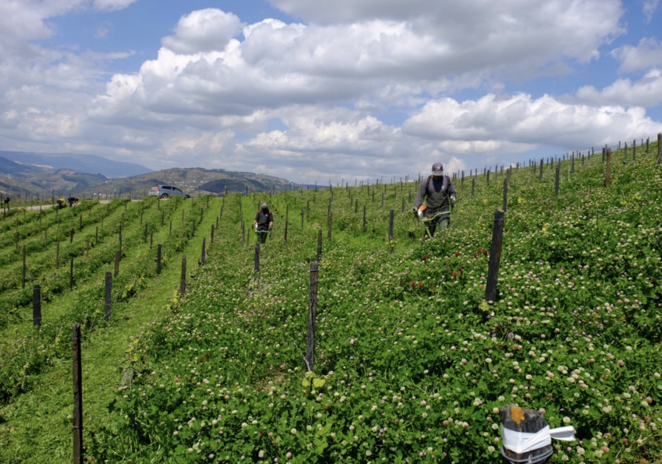 Quinta do Vallado Adelaide 2015