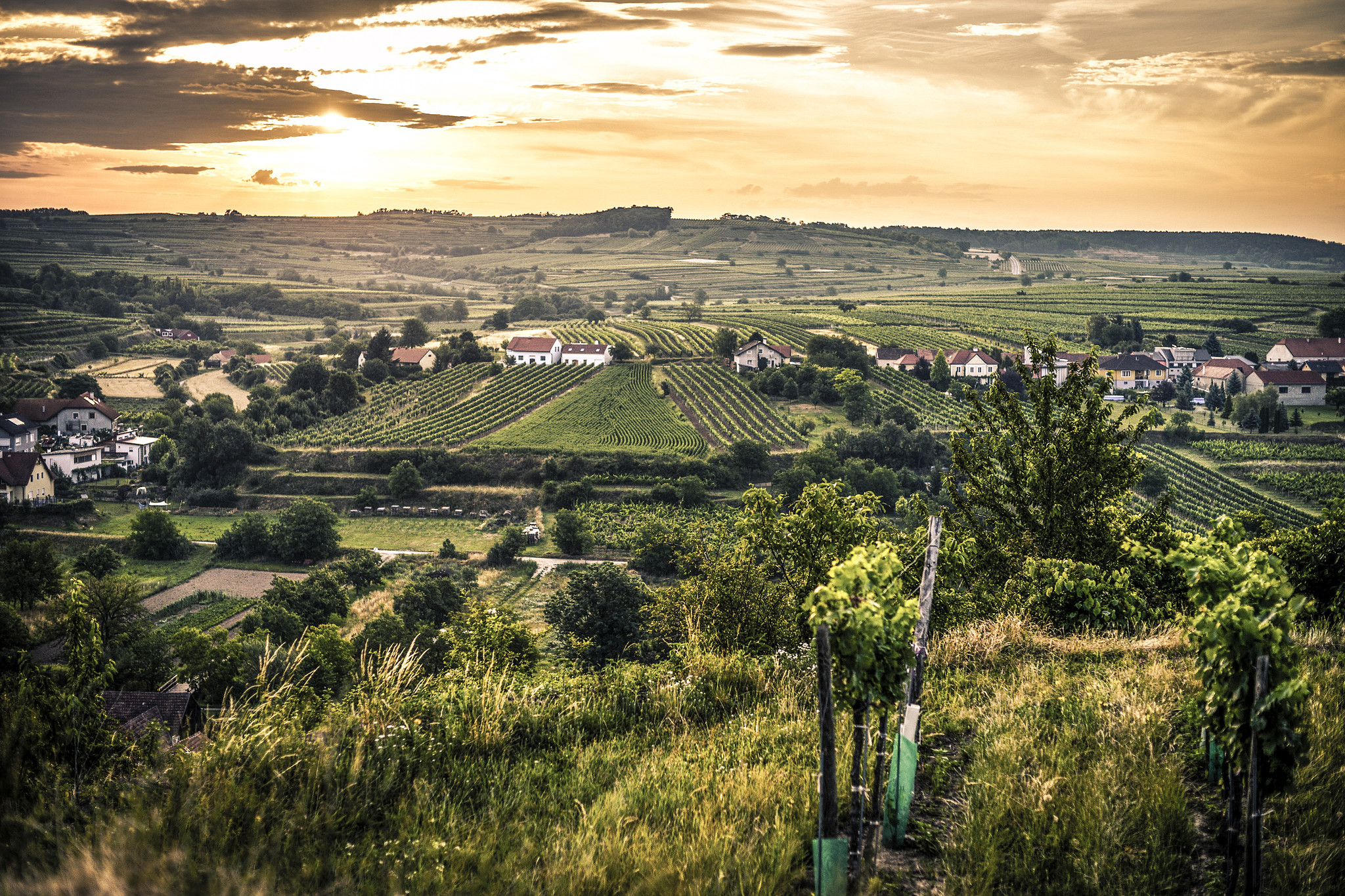 Weingut Weixelbaum Ried Gaisberg  Erste Lage Grüner Veltliner 2021