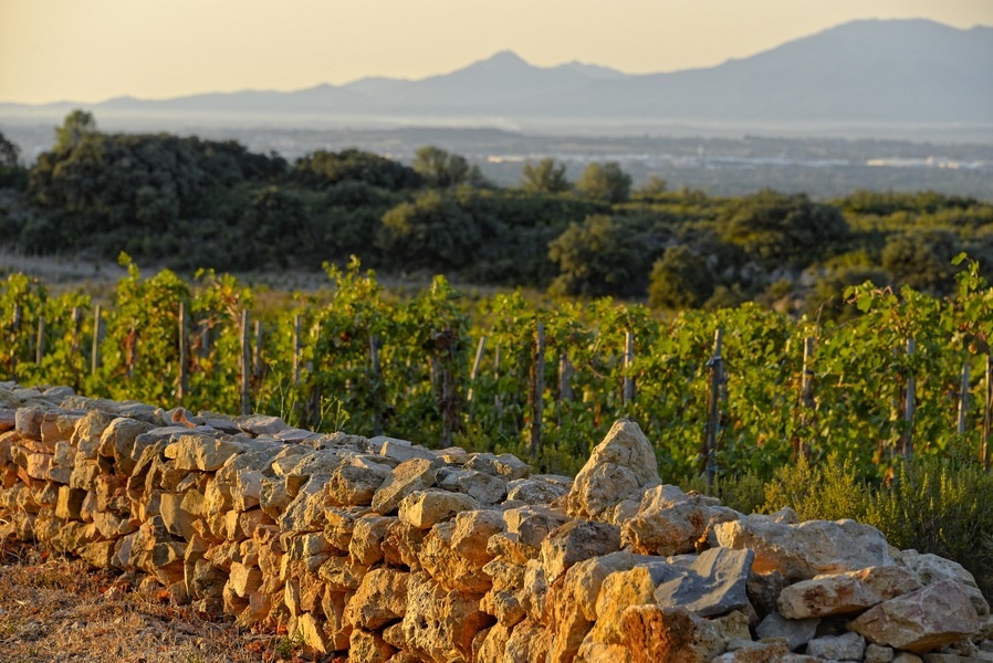 Dom Brial DOM ICI Rosé 2024