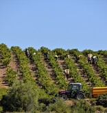 Dom Brial DOM ICI Rosé 2024