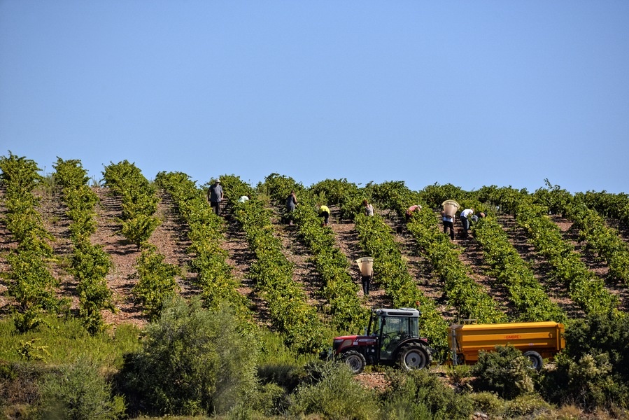 Dom Brial DOM ICI Rosé 2024