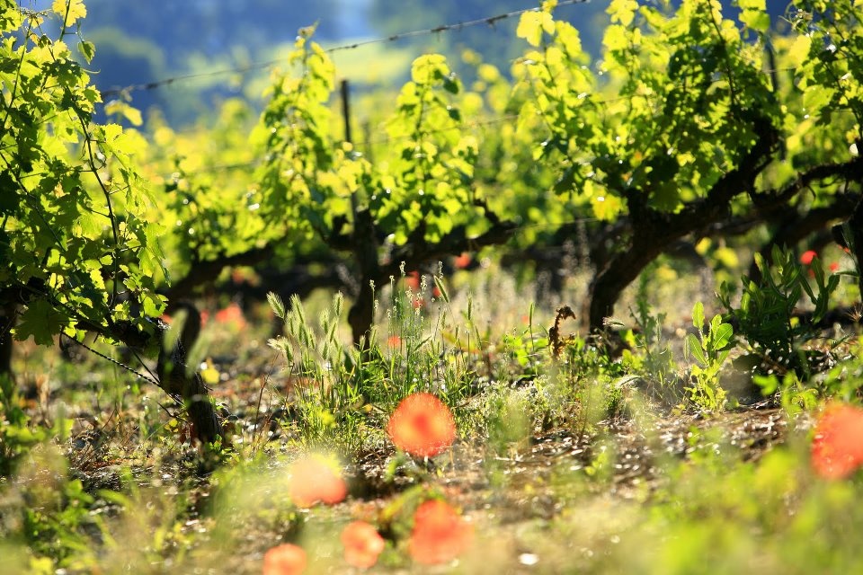 l'Opaline Provence Rosé 2024
