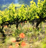 l'Opaline Provence Rosé Magnum 2025